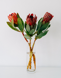 Baby Boy Perfect Gift