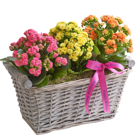 Happy Birthday Kalanchoe Basket