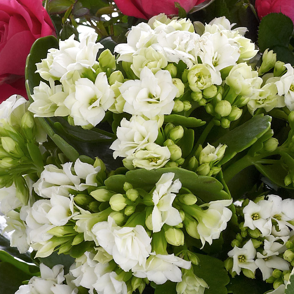 Happy Birthday Kalanchoe Basket