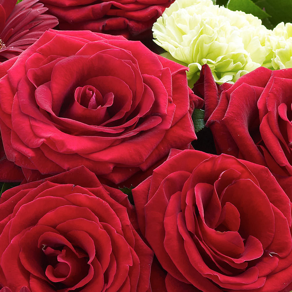 Heavenly Red Rose Hand tied