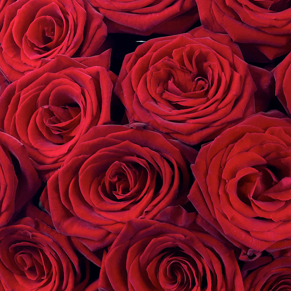 Luxury Grand Prix Rose Hand tied