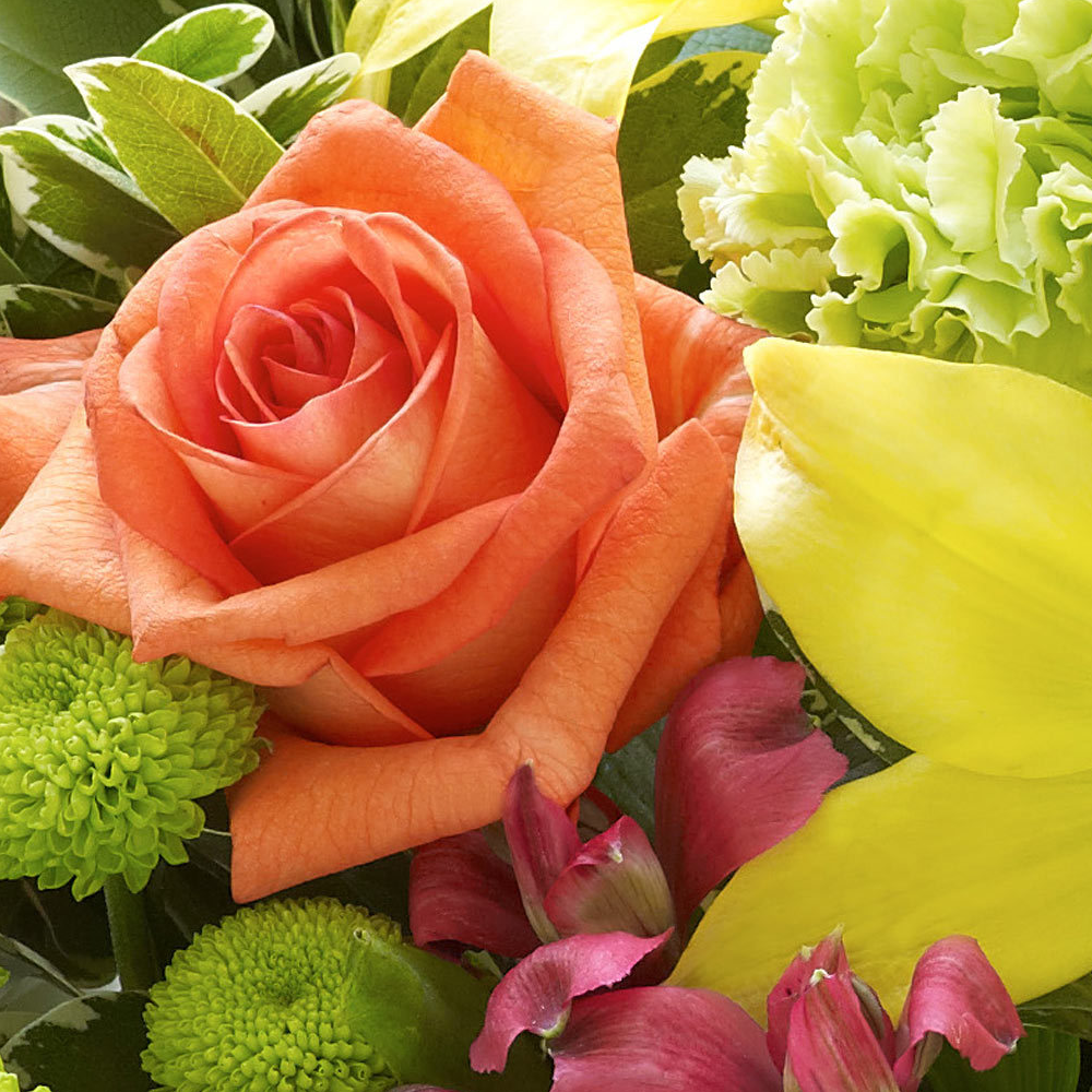 New Baby Vibrant Hand tied or Vase
