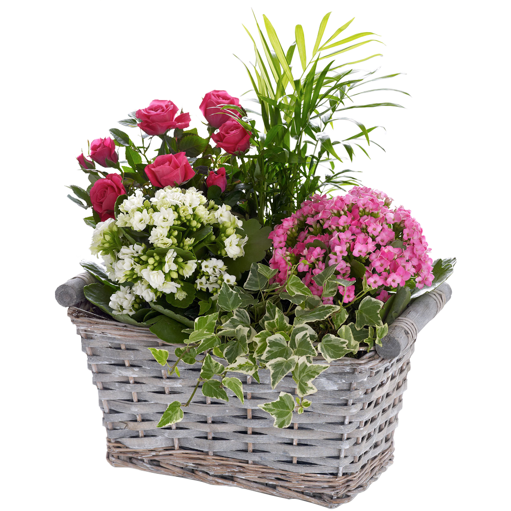 Happy Birthday Kalanchoe Basket