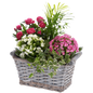 Happy Birthday Kalanchoe Basket